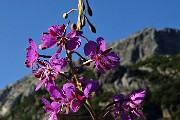19 A fuoco il  camenerio (epilobium angustifolium)